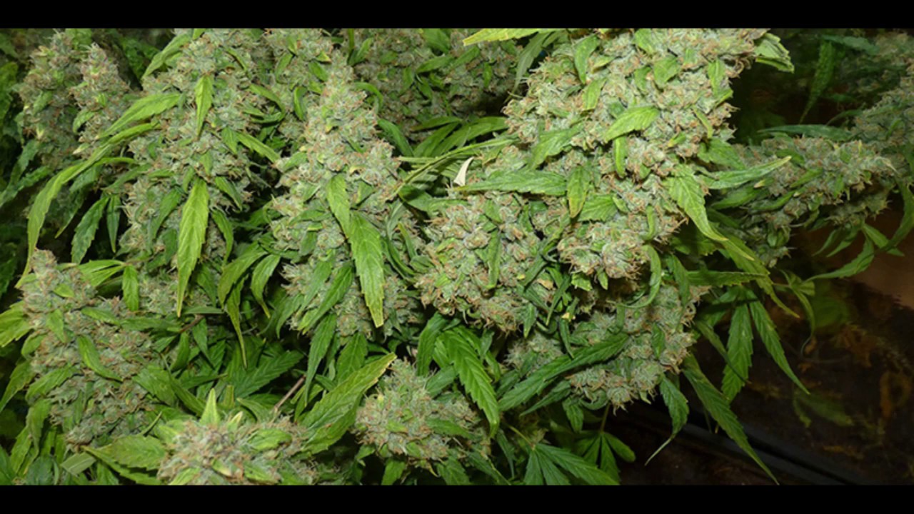 420 Dutch Highlife video 3