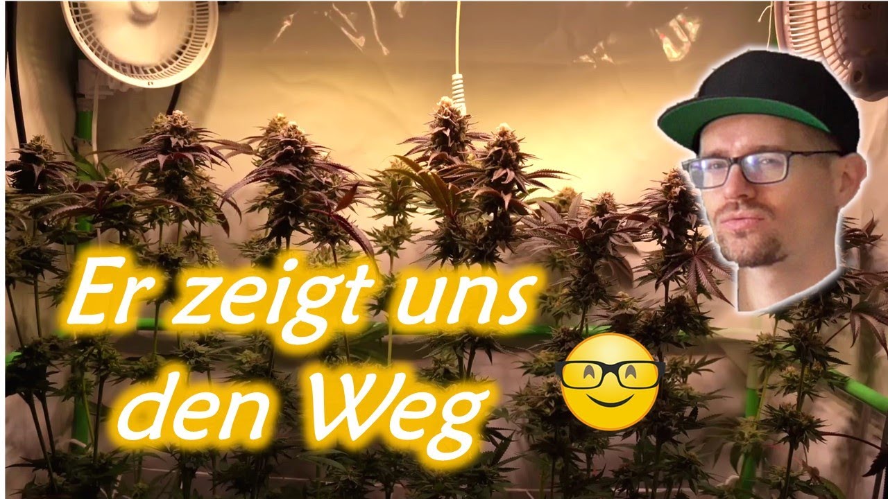3 Pflanzen im UndrCovrLab Growzelt | Reaction auf Growstorys | Cannabis Legalisierung