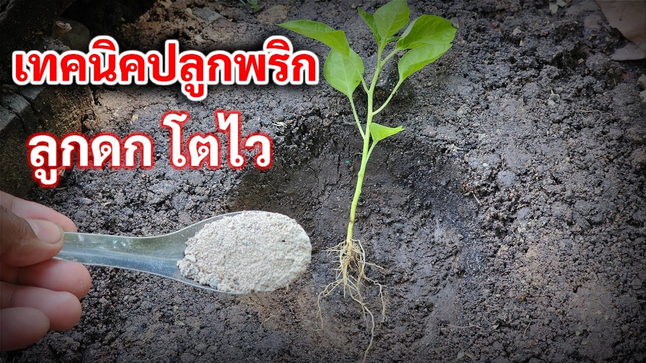 ทำไมเพิ่งรู้💥เทคนิคปลูกพริกให้โตเร็ว ได้ผลผลิตเยอะ ปลอดโรคและศัตรูพืชรบกวน