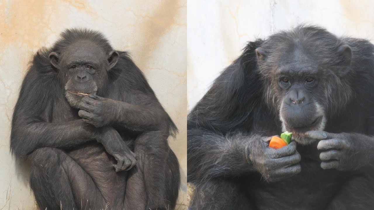 リノママと娘イク　王子動物園　チンパンジー　202601