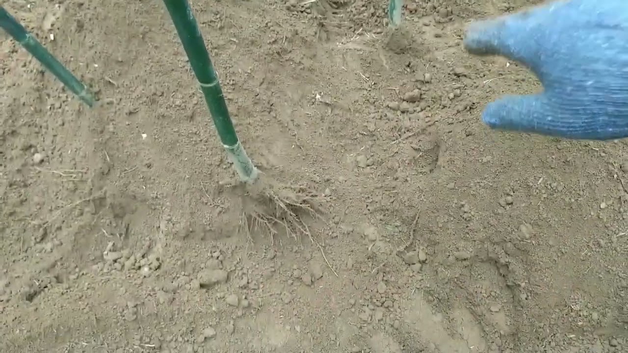 匯集這3個月來的綠竹筍翻土 施肥與覆土過程一