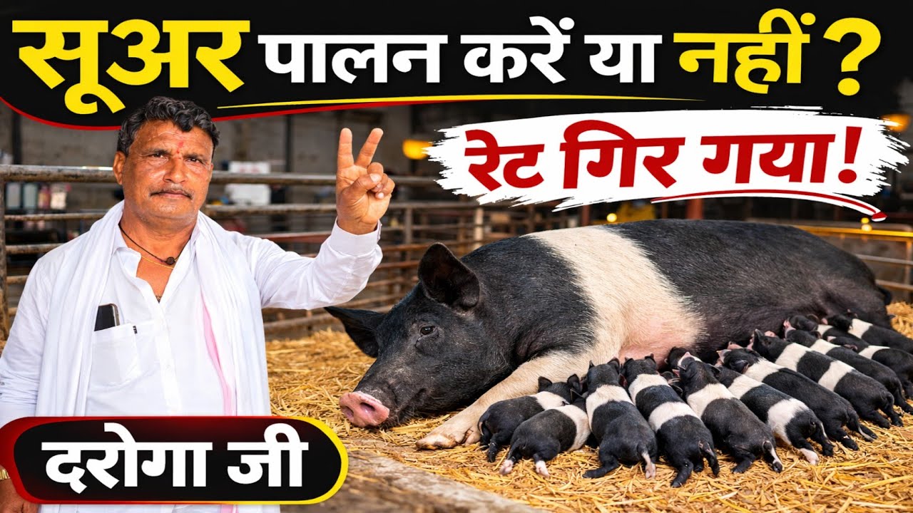 दरोगा से बने पिग फार्मर | 220 से 160 हुआ रेट! अब करें या न करें सूअर पालन? | OP Singh Pig Farm