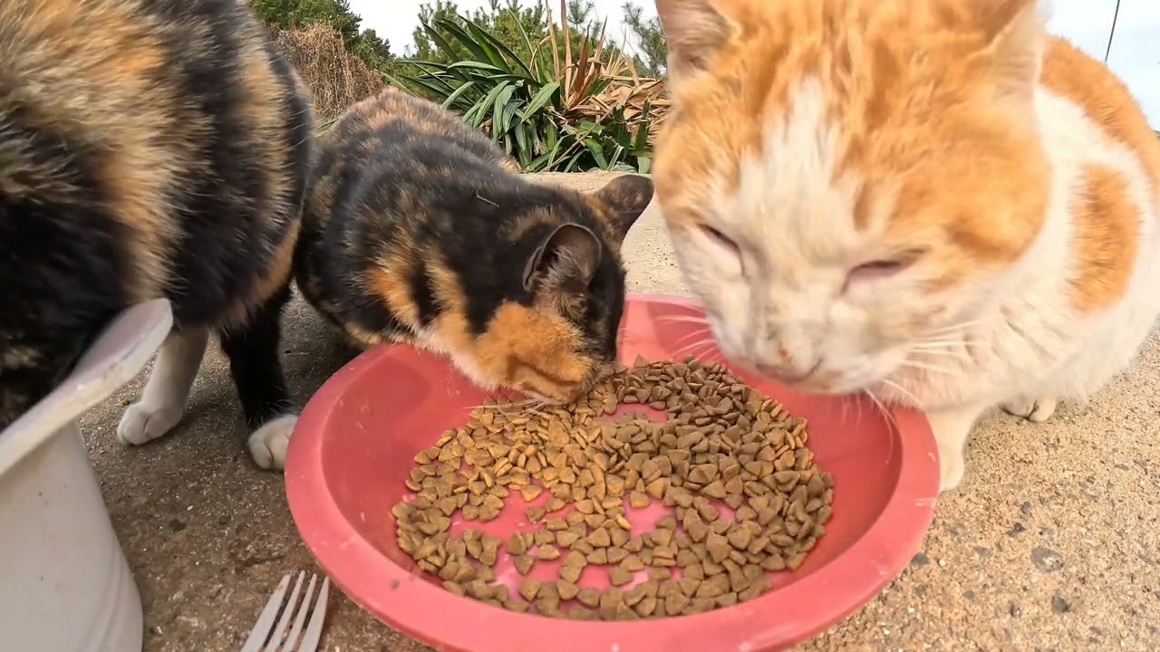 고양이 냠냠