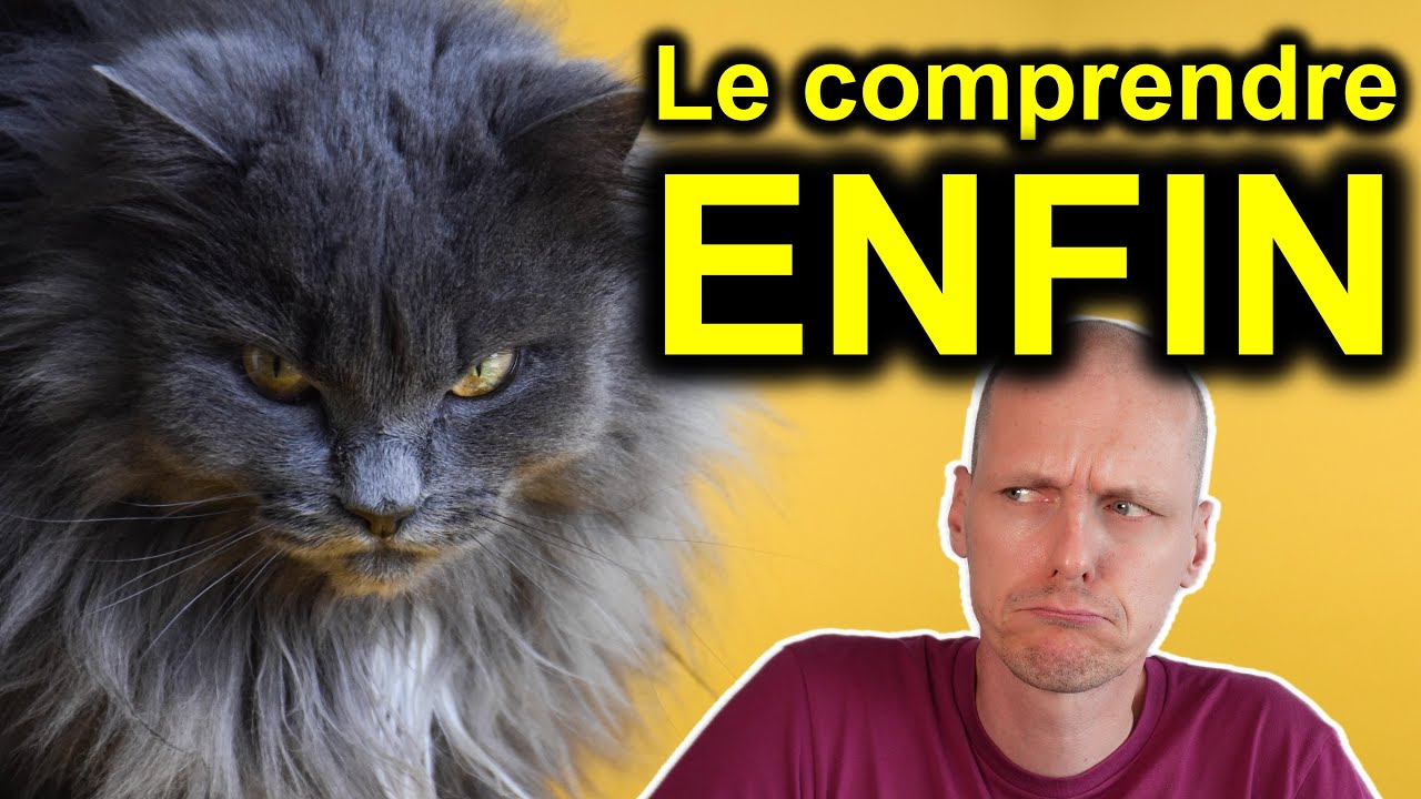 Ce que ton chat veut vraiment te dire (10 comportements décryptés)