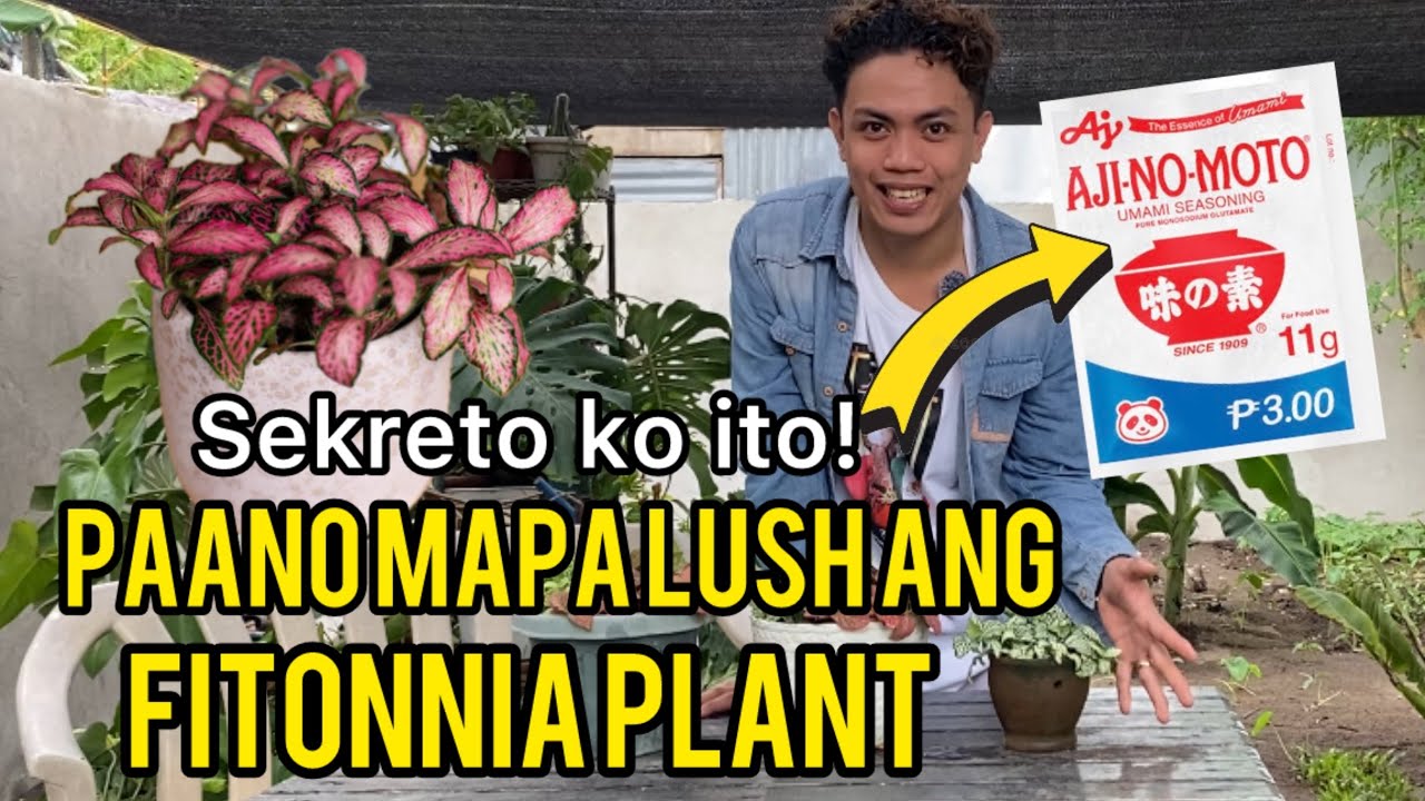 HOW TO TAKE CARE OF FITTONIA PLANT | COMPLETE CARE TIPS