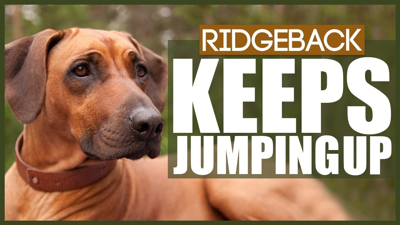 How To Stop Your RIDGEBACK From Jumping Up!