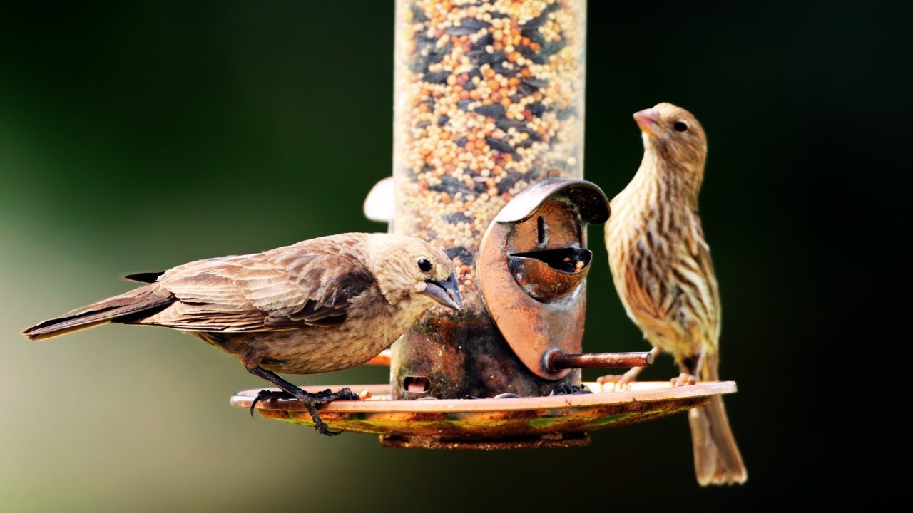 Nature's Melody: A Serene Morning with Captivating Bird Sounds