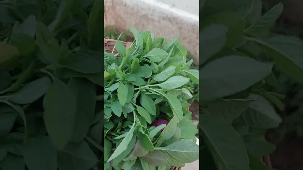 சிறுகீரை