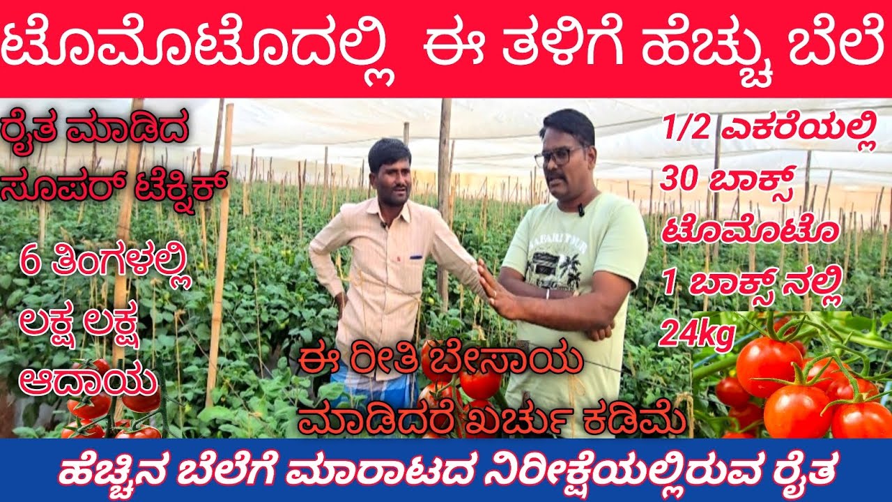ಟೊಮೊಟೊ ಬೇಸಾಯದಲ್ಲಿ ಈ ತಳಿಗೆ ಹೆಚ್ಚು ಬೆಲೆ. ಈ ರೀತಿ ಬೇಸಾಯ ಮಾಡಿದರೆ ಖರ್ಚು ಕಡಿಮೆ. Tomato crop 