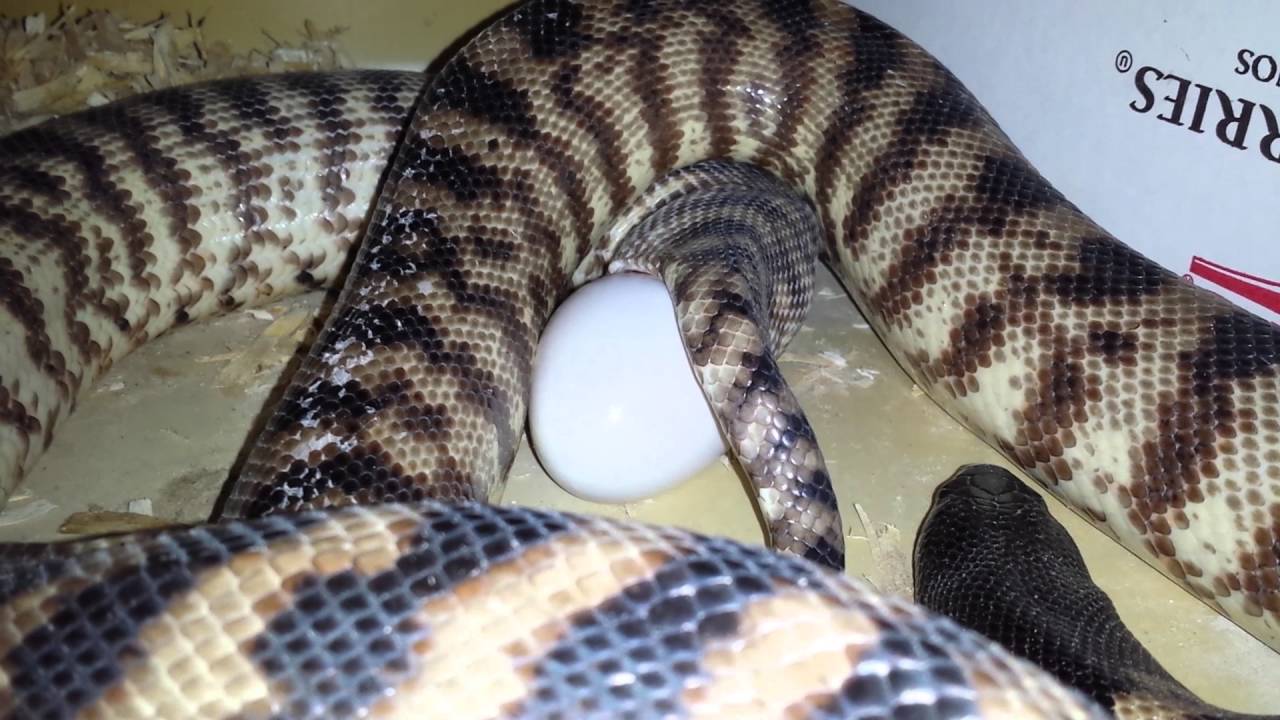 Blackheaded python laying an egg