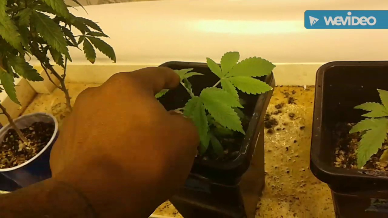 Generation Sour... No Till Growlabs