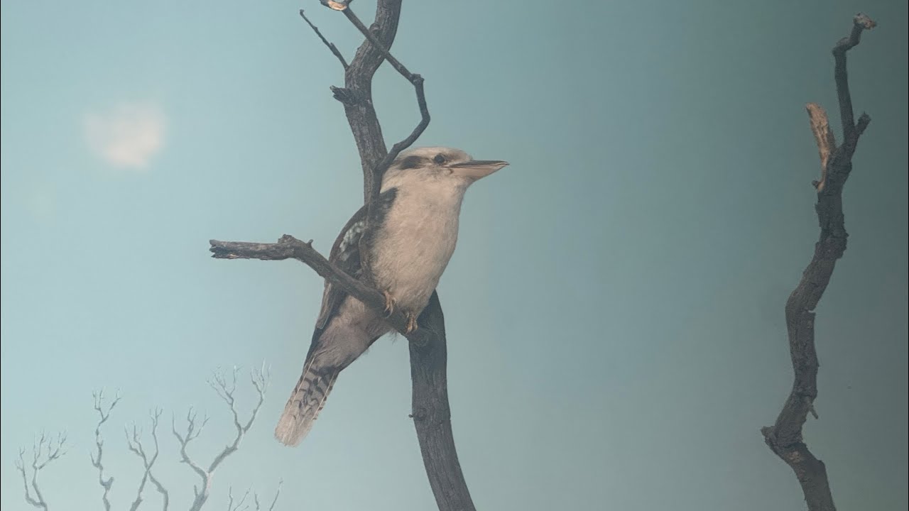 Awesome bird species I saw on my most recent trip to The Denver Museum of Nature and Science 