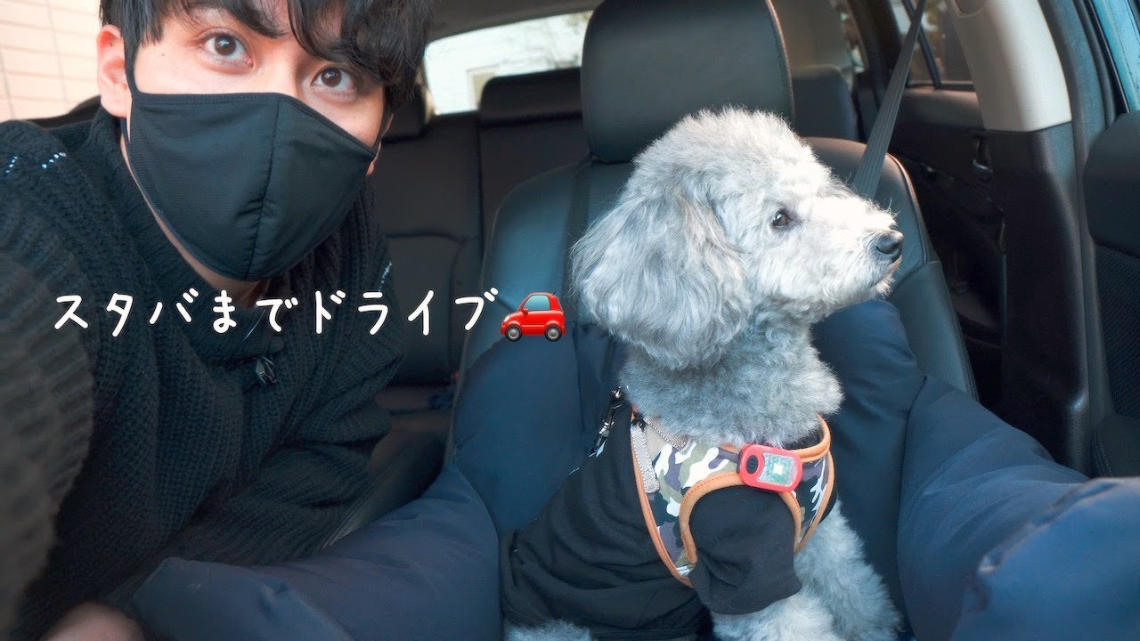 🐶新しく買ったドライブベッドで愛犬とスタバまでドライブした独身男の一日。【トイプードル】