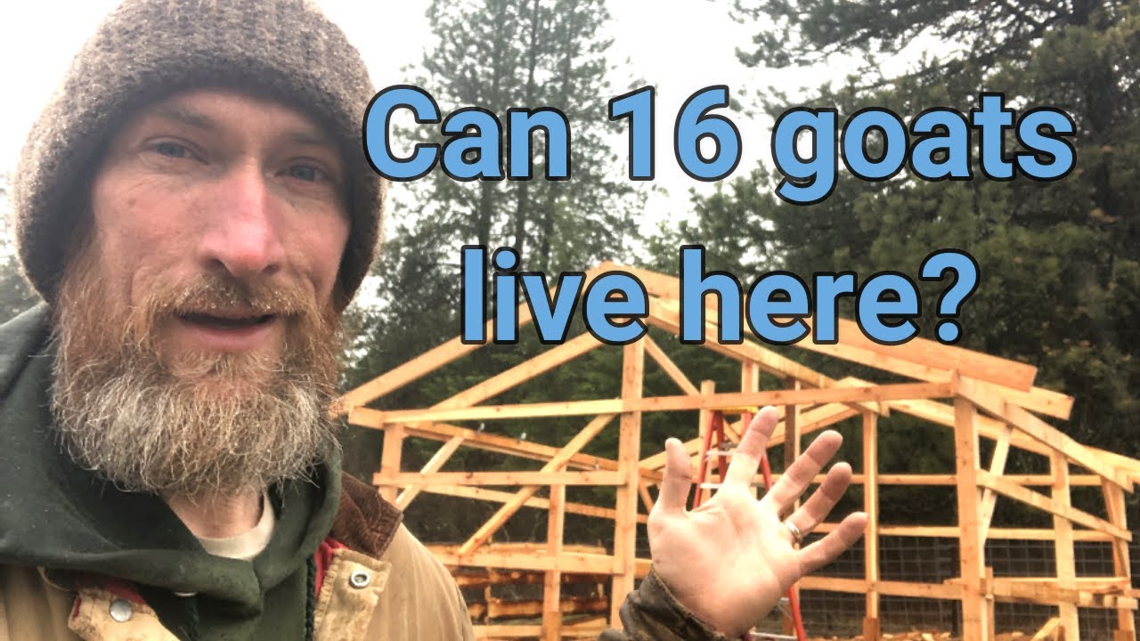 Best Goat Barn EVER!
