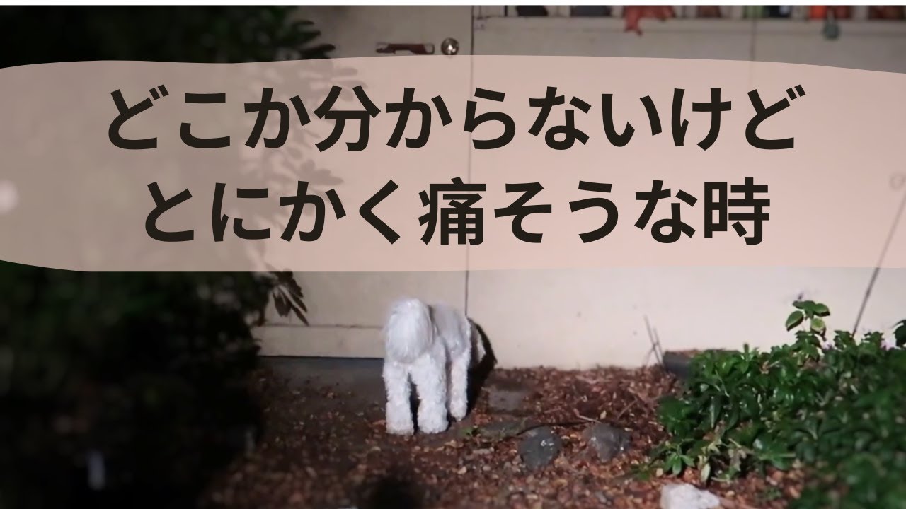 【シニア犬あるある・加齢性ヘルニア？】どこか分からないけれど痛そうな時 Where is the pain? - Degenerative Disc Disease in Senior Dogs
