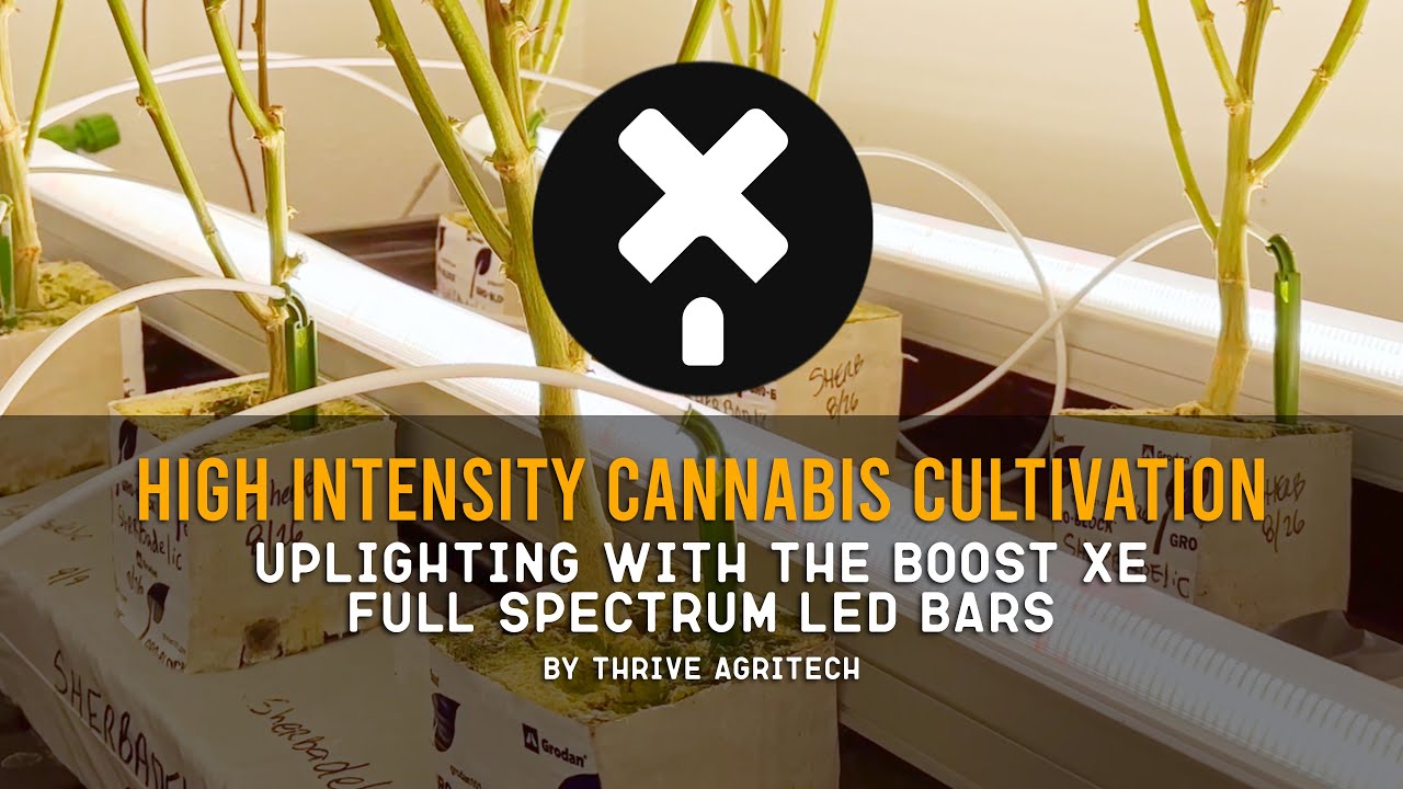 High-Intensity Cannabis Cultivation: Uplighting with Boost XE LED Bars