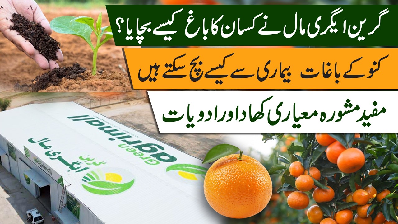 How Green Agri Mall Saved a Kinnow Orchard | Complete Disease Control Guide for Citrus Farmers