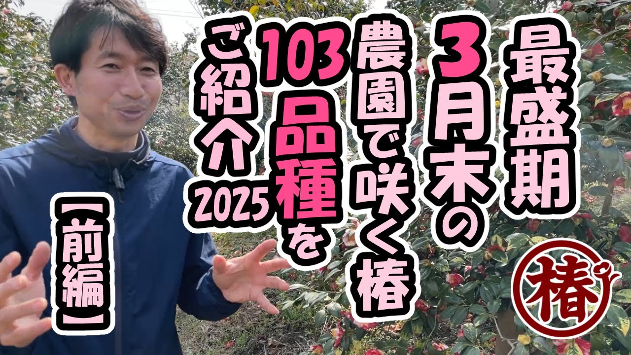 2025年3月・農園に咲く椿のお花をご紹介【前編】