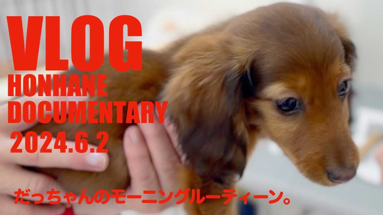 2024:6:2撮影【ミニチュアダックスフンド】だっちゃんのモーニングルーティーン