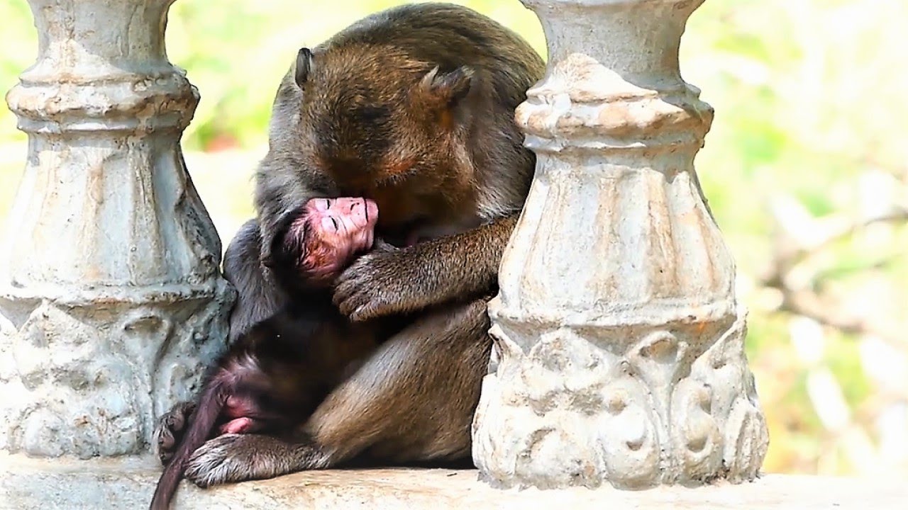 Oh Heartbreaking…! Mother Melona Become Very Bad Mommy Now, Tiny Baby Benny Is Mistreated