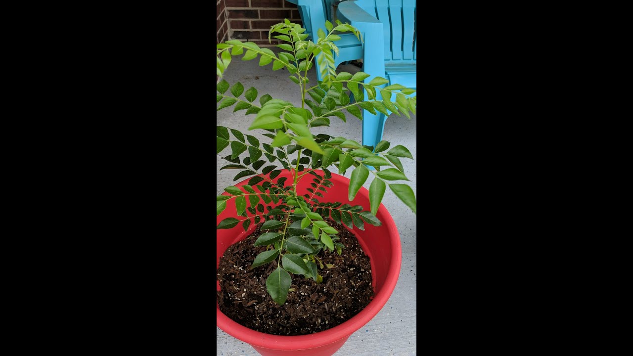 Curry Leaf powder/ Fresh from my Garden 
