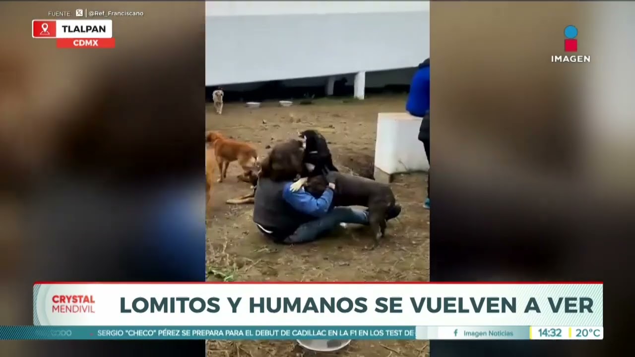 Emotivo reencuentro de cuidadores y perros del Refugio Franciscano en Tlalpan | Crystal Mendivil