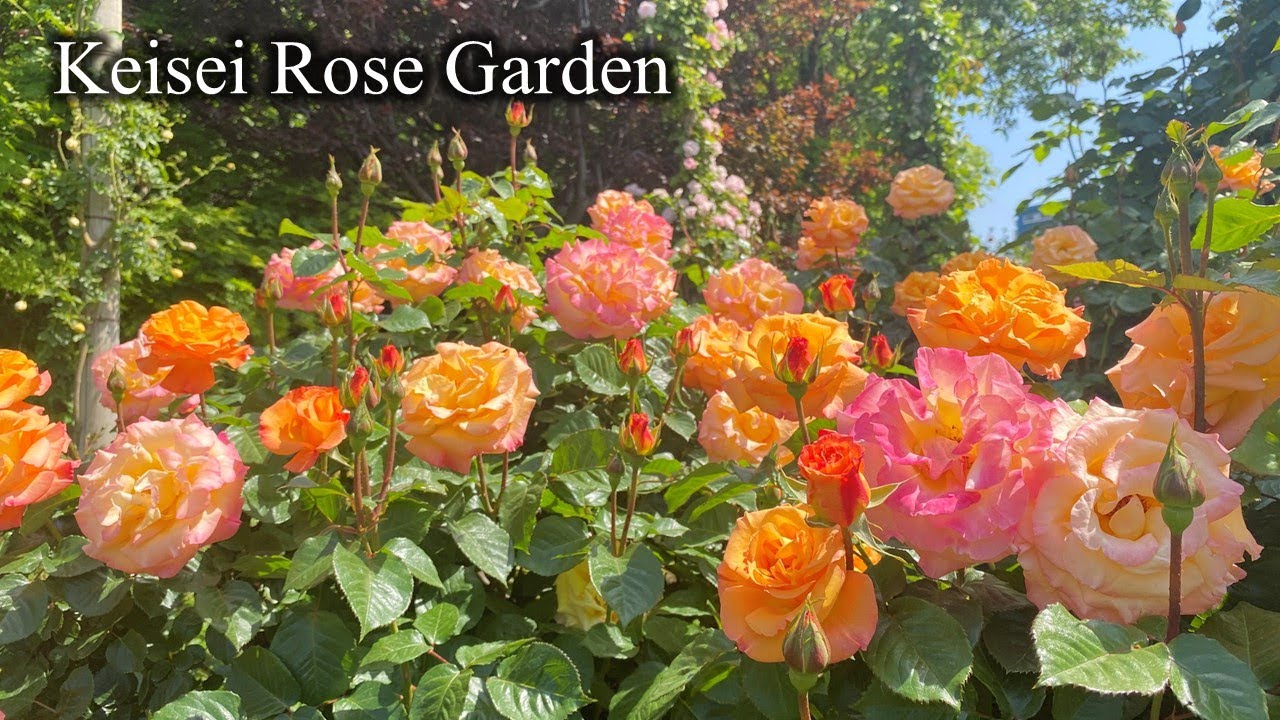 京成バラ園 Keisei Rose Garden 2023年4月28日の開花状況