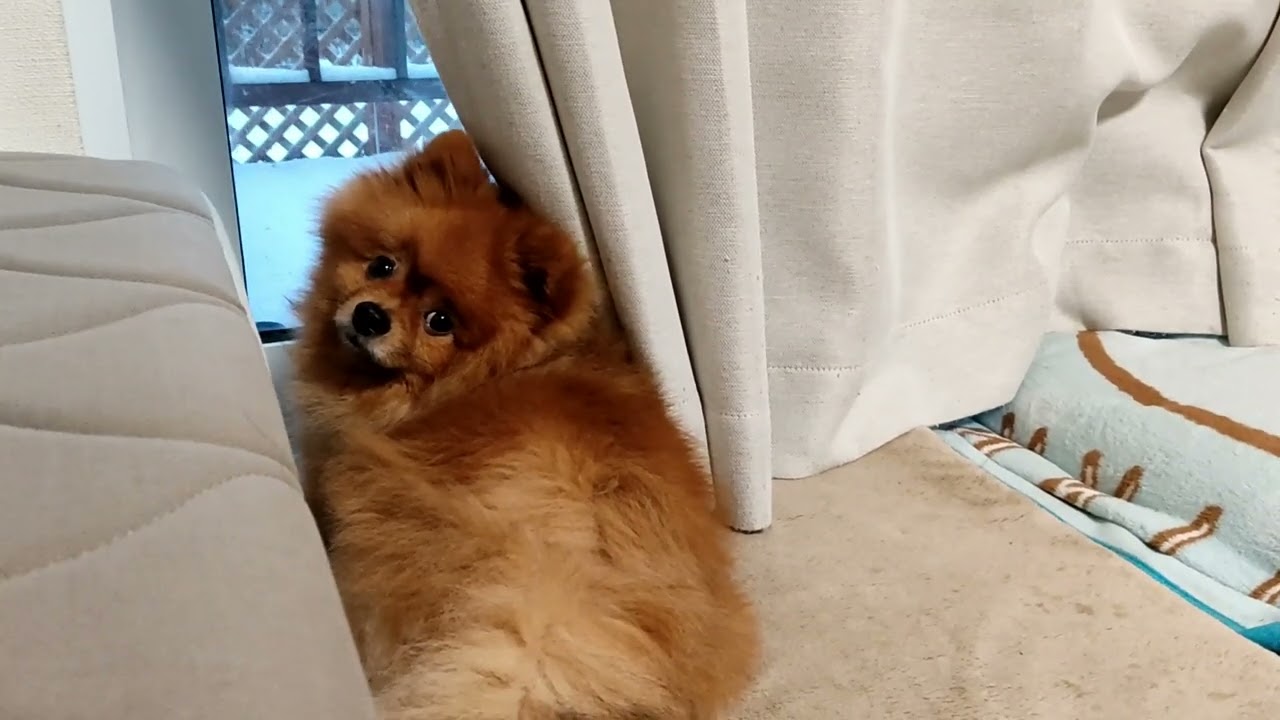 ポメラニアンのちゃちゃの日常_雪が降った日