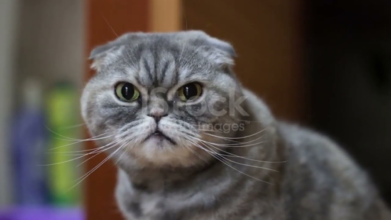 Mezzino - Tyrion (Egotrip félin) (Prod by Chill Astronaut)