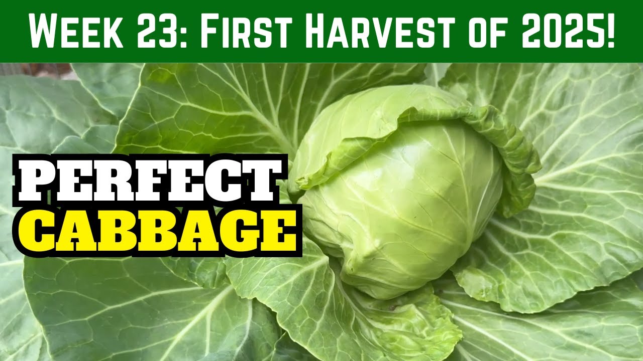 First Harvest of 2025!