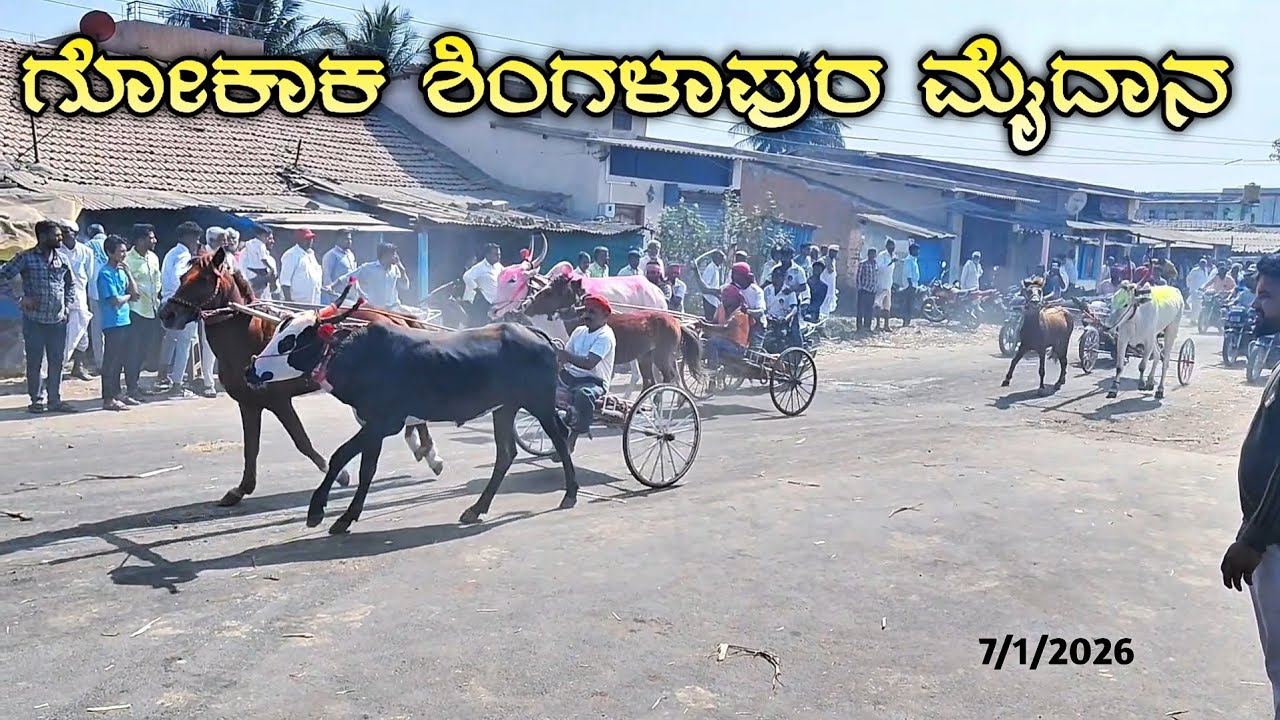 ಗೋಕಾಕ ಶಿಂಗಳಾಪುರ ಮೈದಾನ 🚩💥 7/1/2026  #horsepower #horseracing #horse #horseriding #indian 