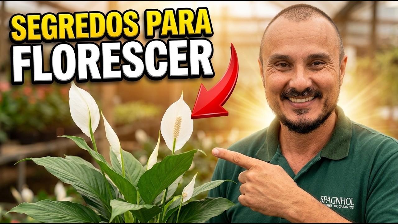 Dicas para o LÍRIO-DA-PAZ FLORESCER | Descubra COMO CULTIVAR