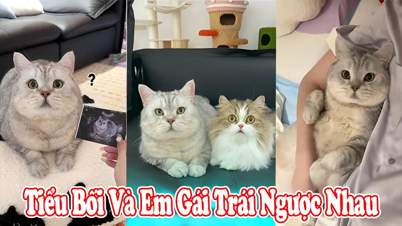 😆Tiểu Bối Và Em Gái Trái Ngược Nhau🐾😻 #thúcưng #vậtnuôi #chómèohàihước #funny #meohera