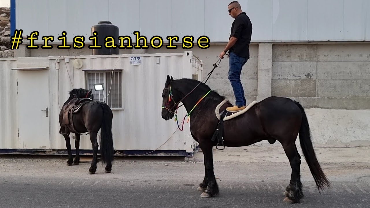 اشتريت الحصان الاسود الذي رفض الجميع شرائه لانه يعض ويهجم وسميته - لوكو - مع جمال العمواسي