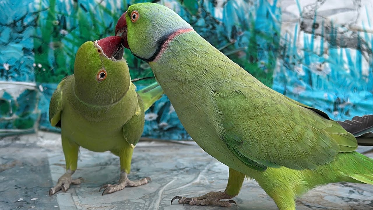 Talking Ringneck Parrot | Green Parrot Sounds Voices