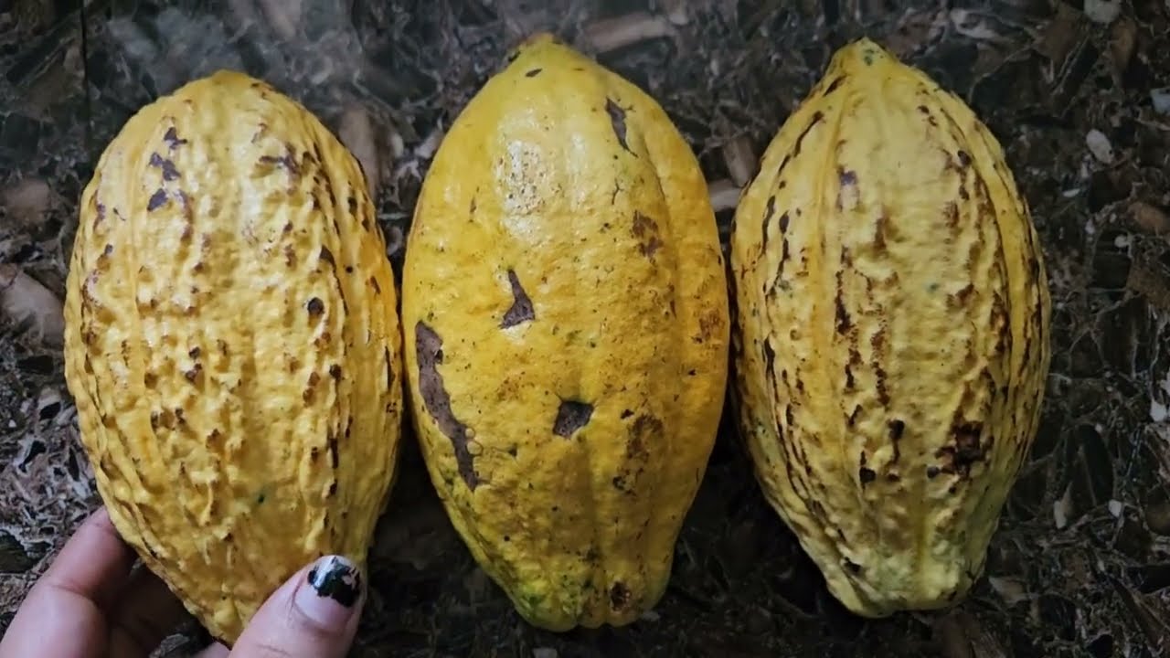 ✅കൊക്കൊകായ കൊണ്ട് അടിപൊളിchocolate #viralvideo #chocolate #home made chocolate #healthyeating 