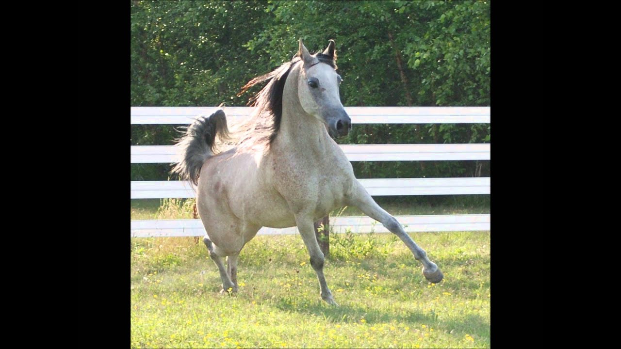 Aftergloww (Baske Afire x MHR Ceylonia by *Elimar) Arabian Mare