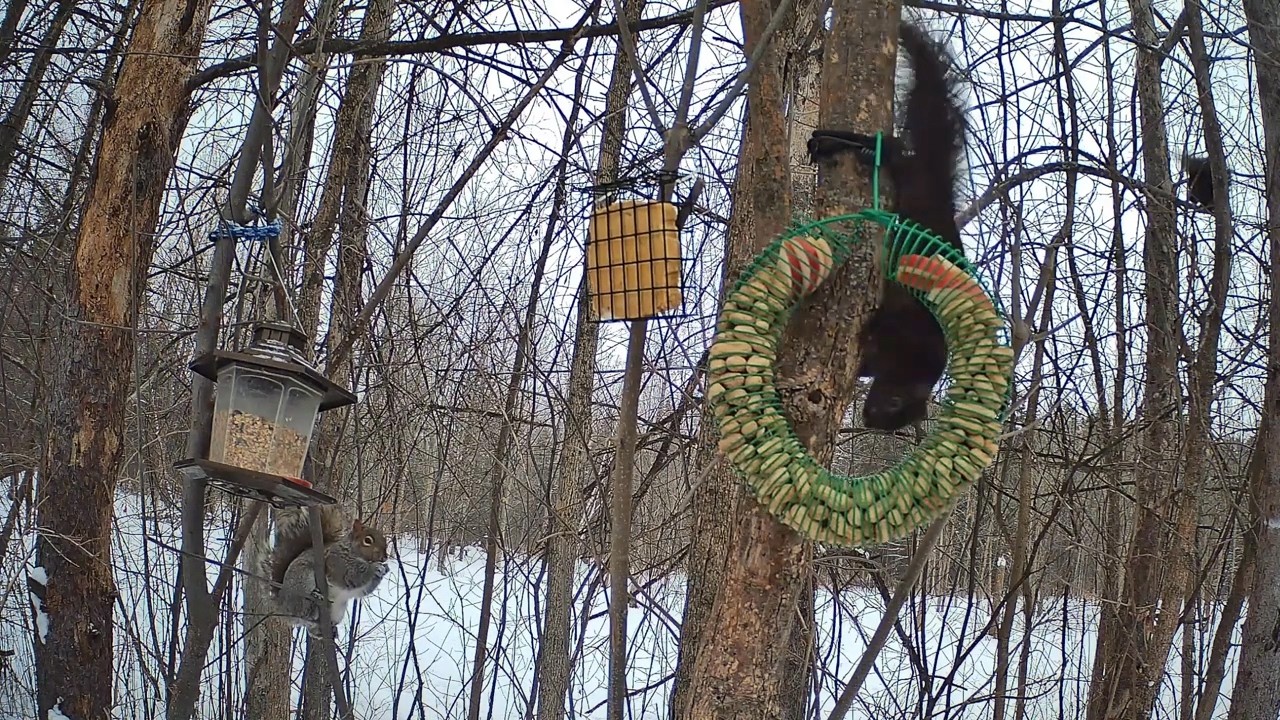 Olive's Squirrel Cam