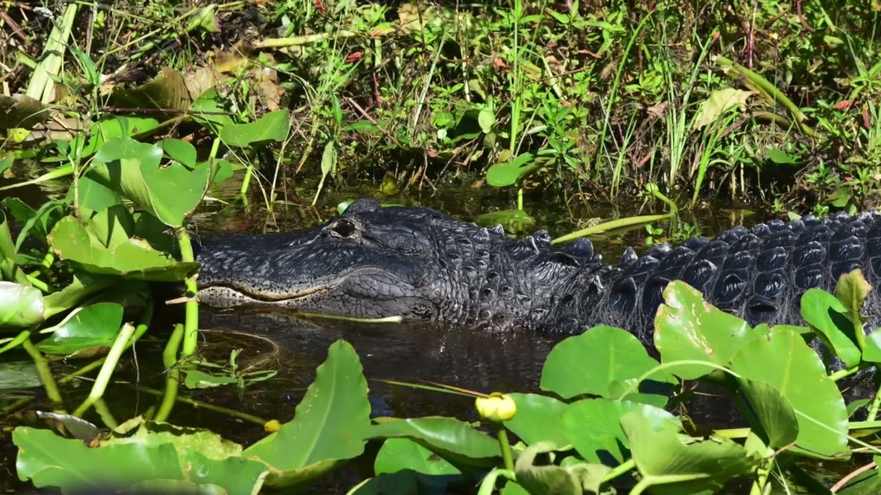Wild Willys Airboat Tour 18 October 2025
