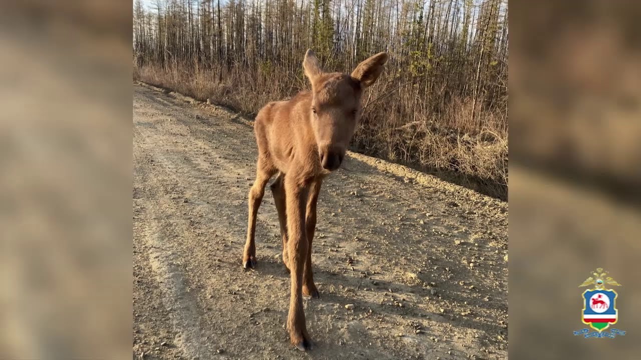 В Якутии участковый уполномоченный полиции спас осиротевшего новорождённого лосёнка