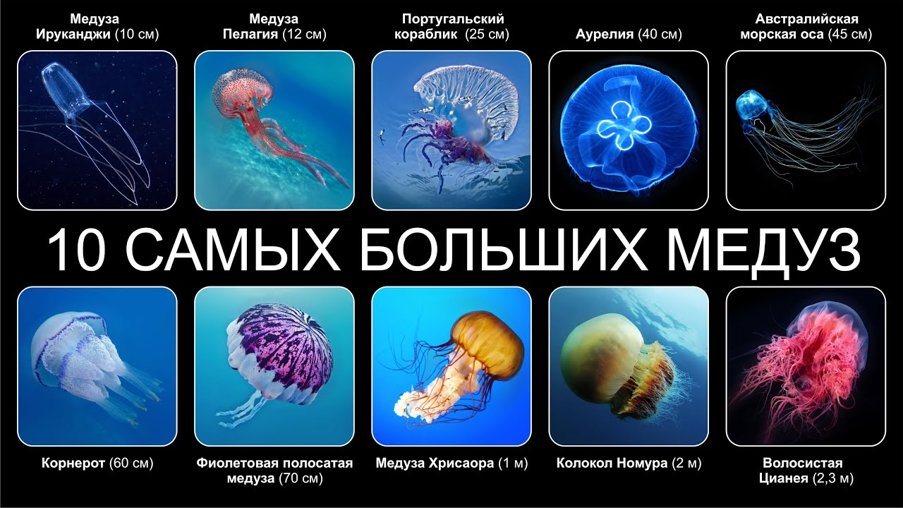 Топ 10 САМЫХ БОЛЬШИХ МЕДУЗ