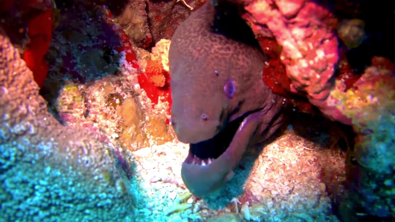 Diving is a big fun :)