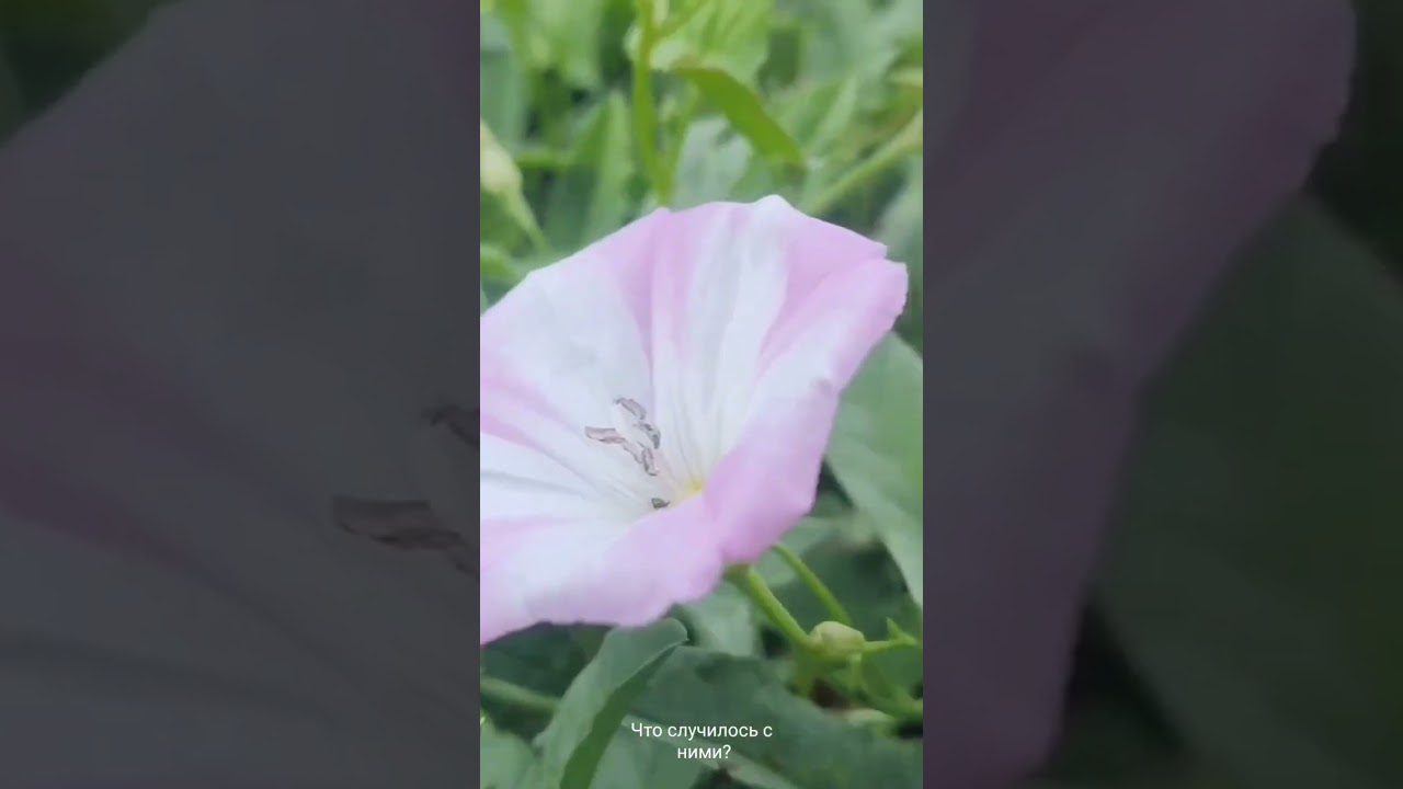 ЧТО С ЦВЕТАМИ? 