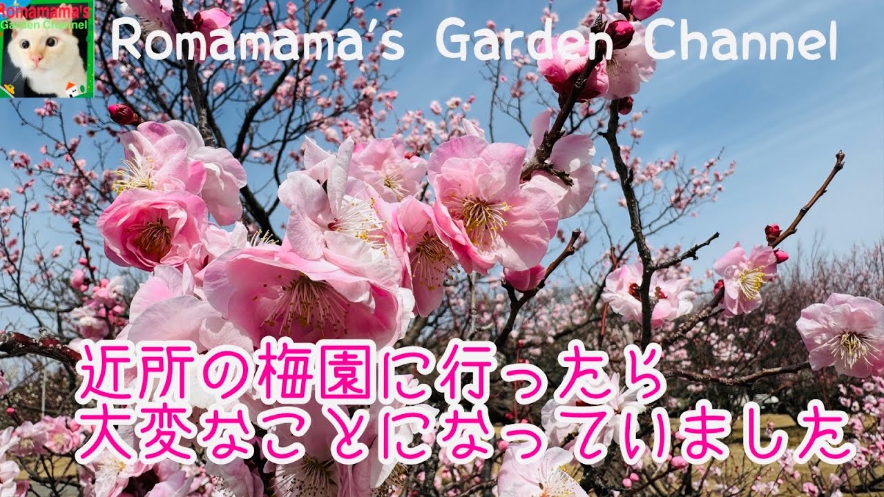 【梅園】近所の梅園に行ってみたら大変な事になっていました　#梅の花　#お花見スポット 