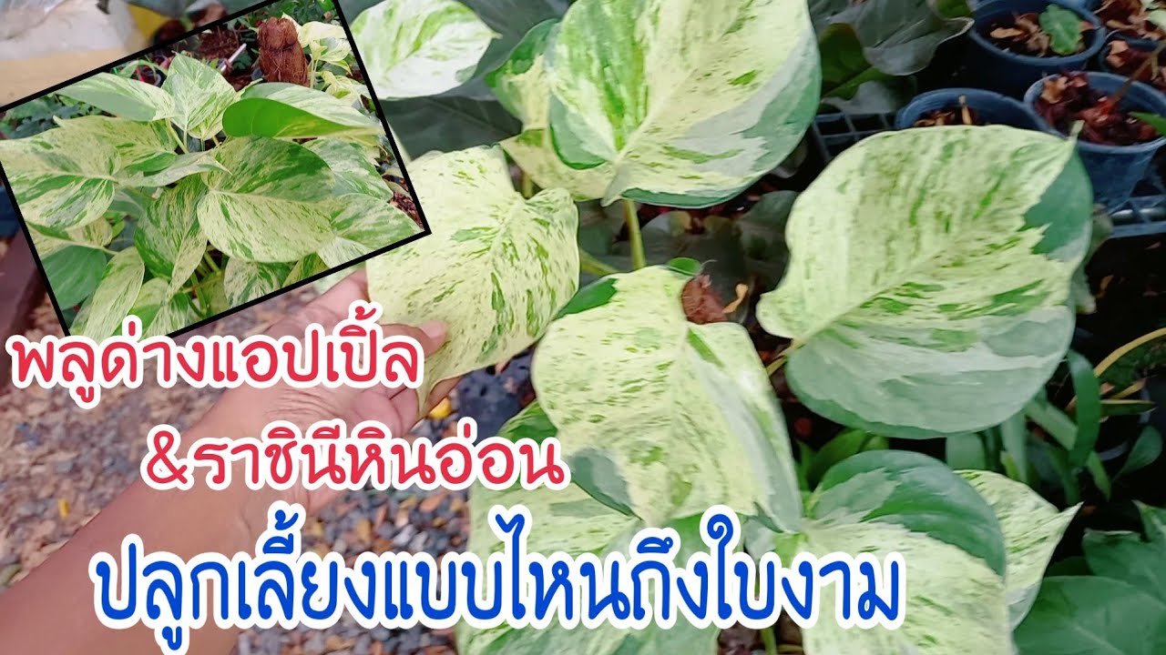 #พลูด่างแอปเปิ้ล&พลูด่างราชินีหินอ่อน การเลี้ยงไม้ตระกูลพลูด่างให้งามใบใหญ่ และการขยายพันธ์