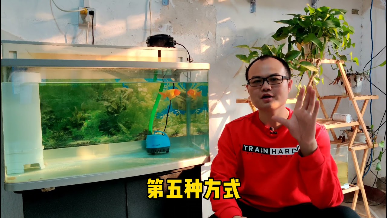 鱼缸开缸到底要不要闯缸鱼？资深鱼友提供五种方案，选择不再迷茫