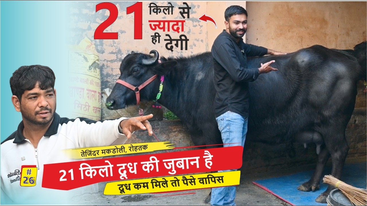 21 кг молока — это моё слово, если вы получите меньше молока, то деньги вам вернут. || ТЕДЖИНДЕР ...