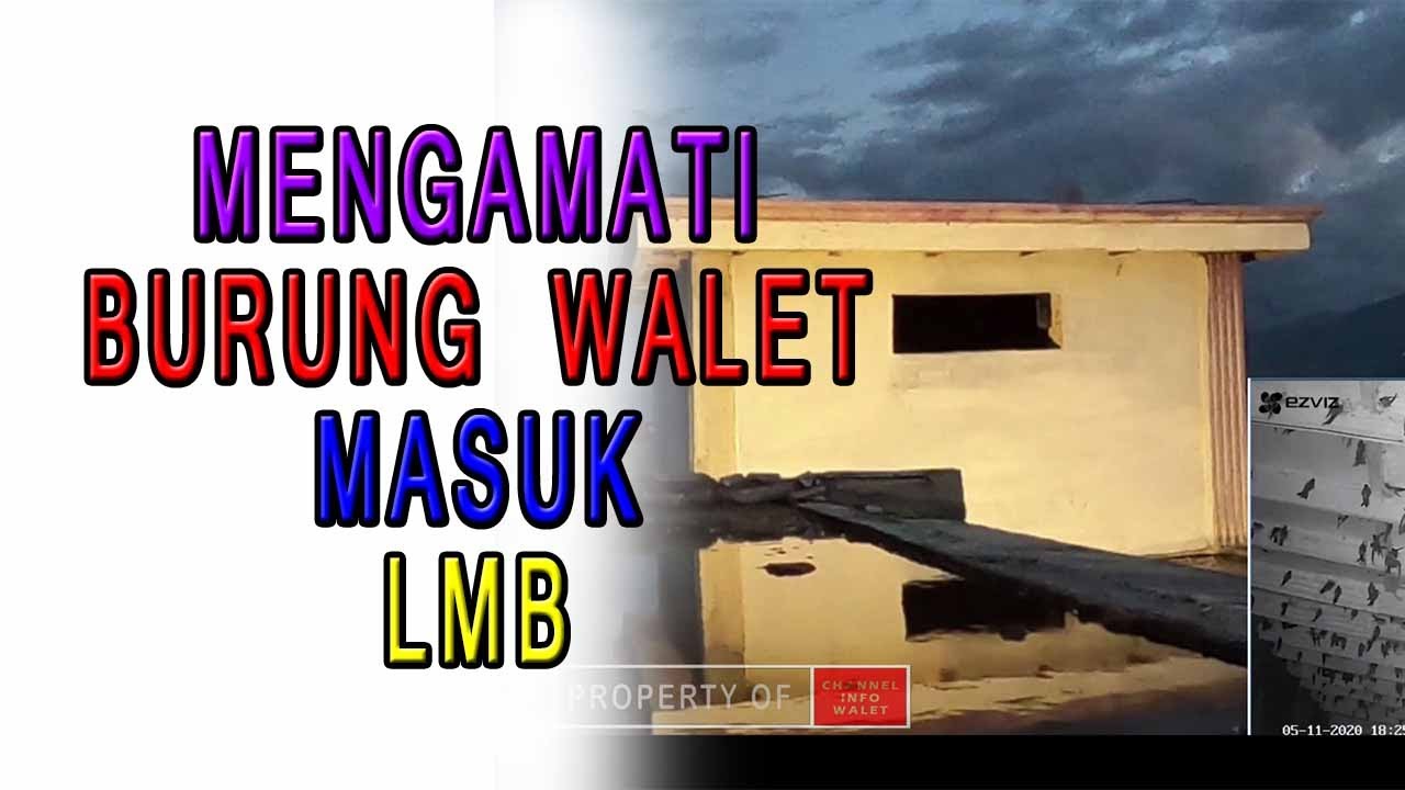 Melihat Proses Burung Walet Masuk Ke gedung Walet