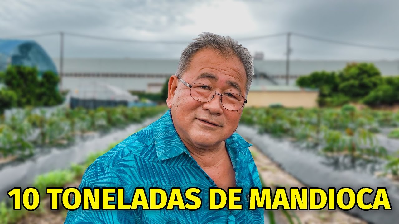 Agricultor brasileiro faz Sucesso com Plantio de Mandioca no Japão