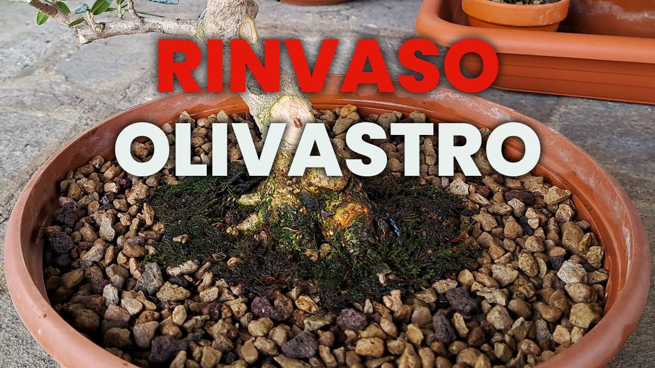 RINVASO e COSTRUZIONE del mio OLIVASTRO prebonsai